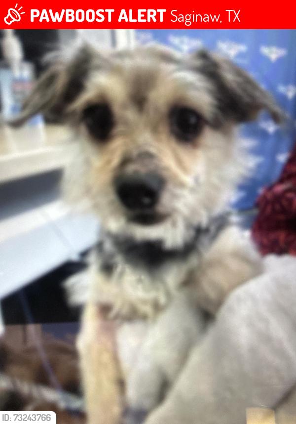 Lost Male Dog last seen Hwy 287, Saginaw, TX 76179