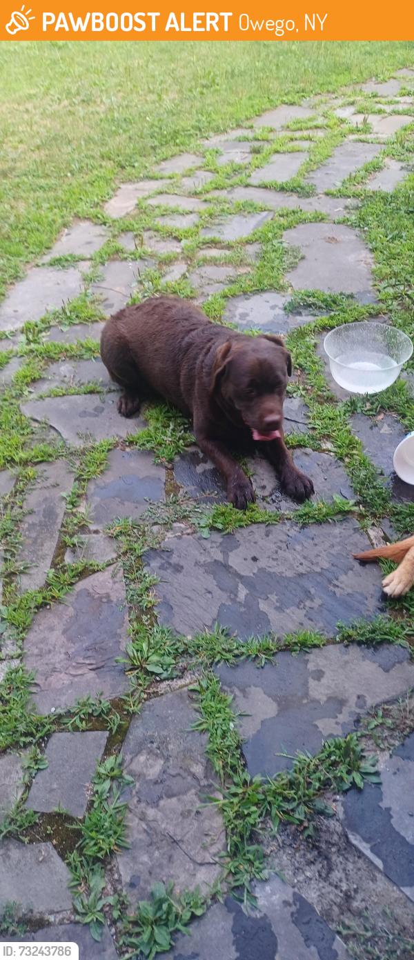 Found/Stray Unknown Dog last seen Middle Rd and Sulphur Springs, Owego, NY 13827