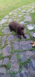 Found/Stray Unknown Dog last seen Middle Rd and Sulphur Springs, Owego, NY 13827