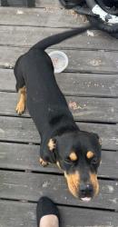 Found/Stray Female Dog last seen Valley Ridge mobile home park, San Antonio, TX 78242