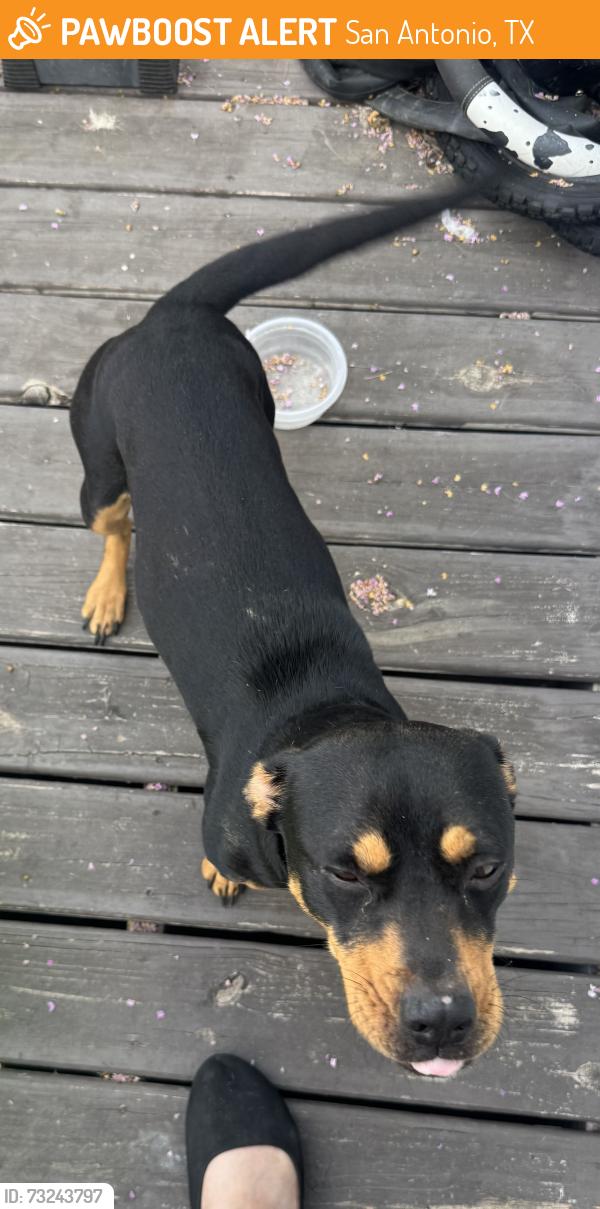 Found/Stray Female Dog last seen Valley Ridge mobile home park, San Antonio, TX 78242