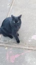 Lost Female Cat last seen Viewmont street, Benicia, CA 94510