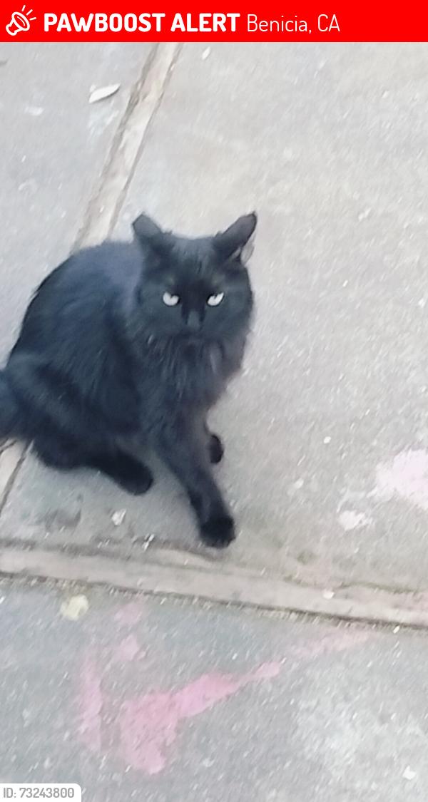 Lost Female Cat last seen Viewmont street, Benicia, CA 94510