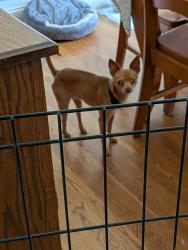 Lost Male Dog last seen Stoney Creek golf course, Whitsett, NC 27377
