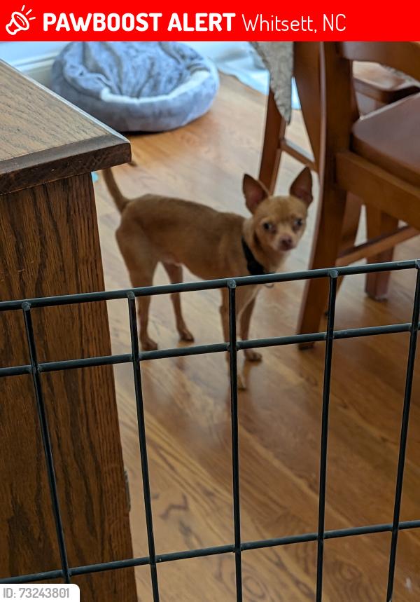 Lost Male Dog last seen Stoney Creek golf course, Whitsett, NC 27377