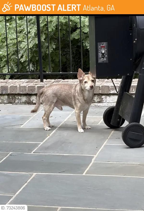 Found/Stray Male Dog last seen New Paces Ferry Rd, Atlanta, GA 30339