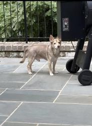 Found/Stray Male Dog last seen New Paces Ferry Rd, Atlanta, GA 30339