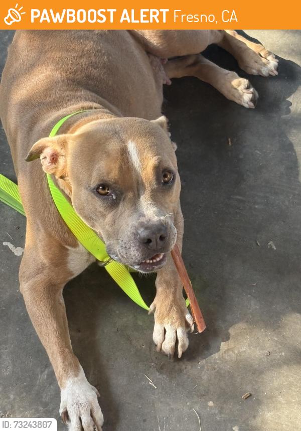 Found/Stray Female Dog last seen Near e peralta way, Fresno, CA 93703