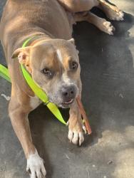 Found/Stray Female Dog last seen Near e peralta way, Fresno, CA 93703
