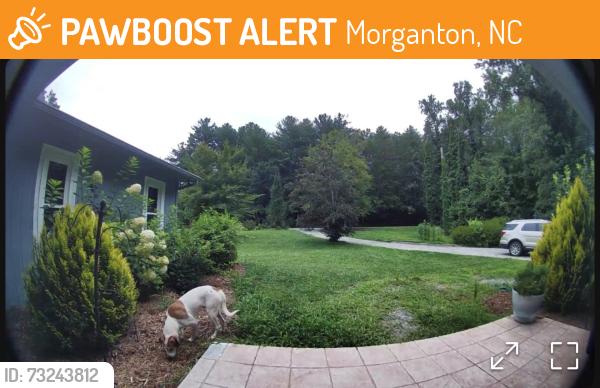 Found/Stray Male Dog last seen Bost Rd., Morganton, NC 28655