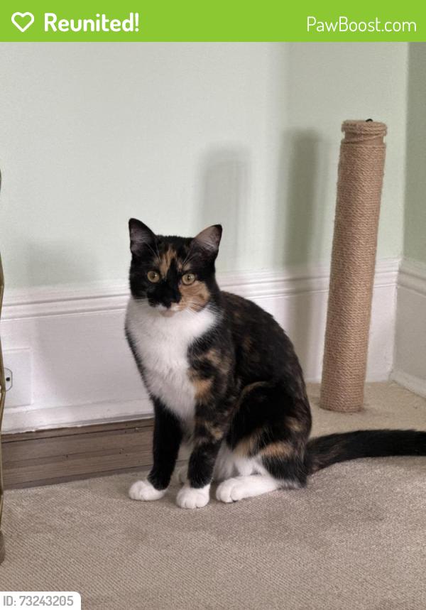 Reunited Female Cat last seen esplanade, Pelham Manor, NY 10803