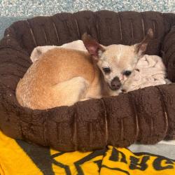 Shelter Stray Female Dog last seen , 12910 Yukon Ave, Hawthorne, CA 90250, USA