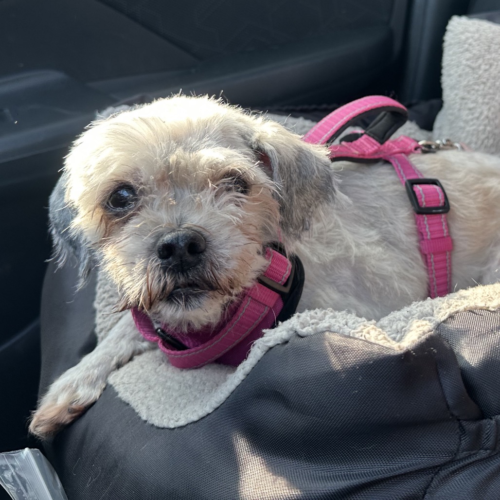 Shelter Stray Female Dog last seen , Animal Care & Control Team of Philly, 111 W Hunting Park Ave, Philadelphia, PA 19140, USA