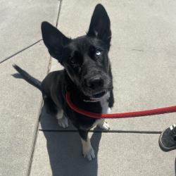 Shelter Stray Female Dog last seen , 12910 Yukon Ave, Hawthorne, CA 90250, USA
