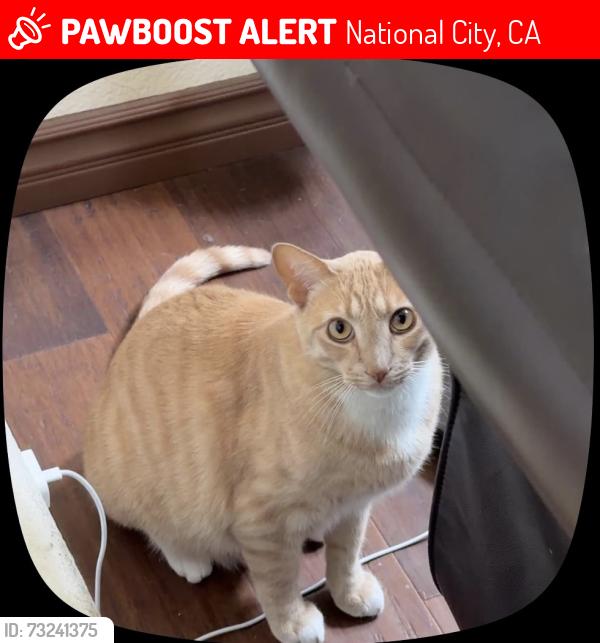 Lost Male Cat last seen Near Sweetwater Rd, National City, CA 91950, National City, CA 91950