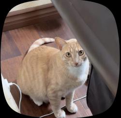 Lost Male Cat last seen Near Sweetwater Rd, National City, CA 91950, National City, CA 91950