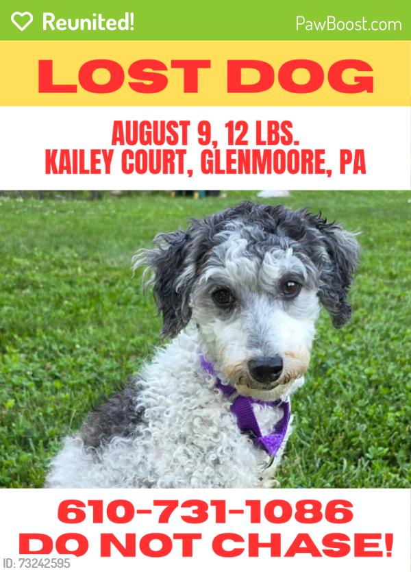 Reunited Female Dog last seen Kailey Court near Highspire Road, West Brandywine Township, PA 19343