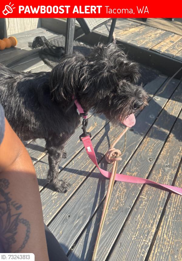 Lost Female Dog last seen 86th Ave McKinley, Tacoma, WA 98445