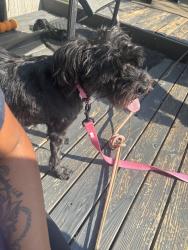 Lost Female Dog last seen 86th Ave McKinley, Tacoma, WA 98445