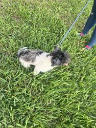 Reunited Male Dog last seen Monarch lakes, Miramar, FL 33027