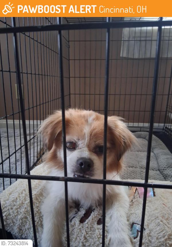 Found/Stray Female Dog last seen Clovercrest Drive & Pippin, Cincinnati, OH 45239