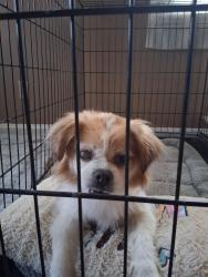 Found/Stray Female Dog last seen Clovercrest Drive & Pippin, Cincinnati, OH 45239