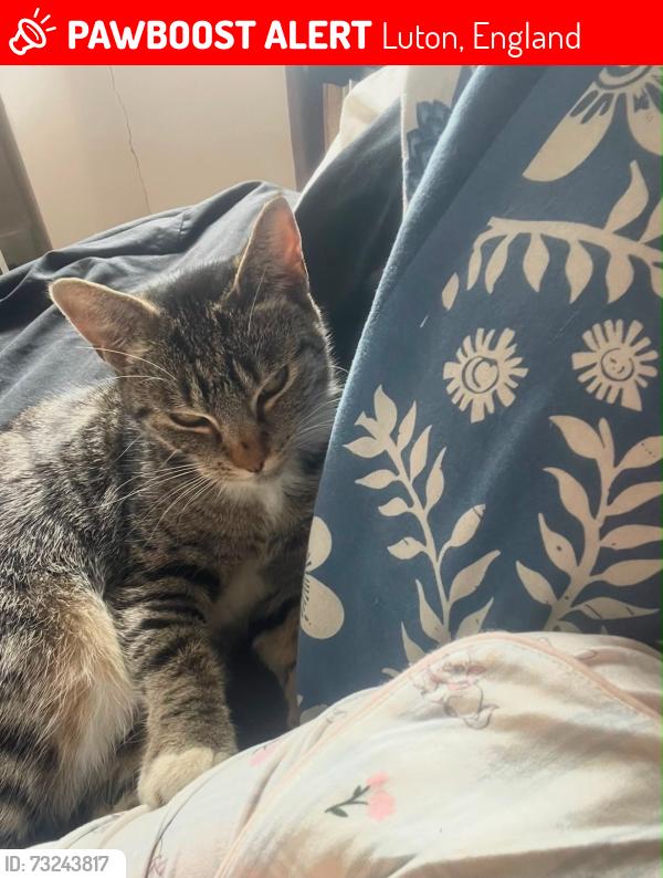 Lost Female Cat last seen Wardown crescent luton, Luton, England 