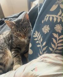 Lost Female Cat last seen Wardown crescent luton, Luton, England 