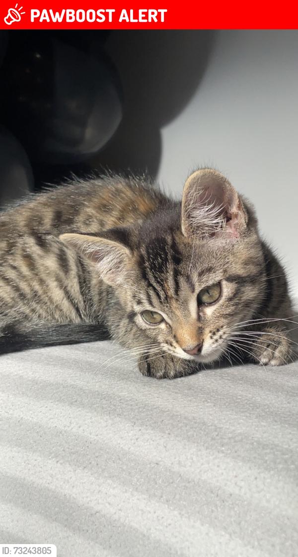 Lost Female Cat last seen Waverley/Stratford Road, West Yorkshire, England 