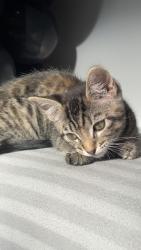 Lost Female Cat last seen Waverley/Stratford Road, West Yorkshire, England 