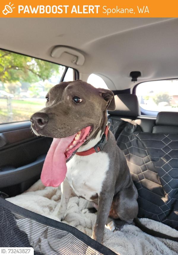 Found/Stray Female Dog last seen N. Altamont Blvd, Spokane, WA 99260