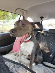 Found/Stray Female Dog last seen N. Altamont Blvd, Spokane, WA 99260