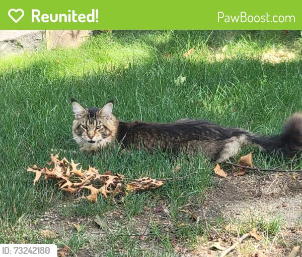 Reunited Unknown Cat last seen Rose Terrace, Fernwood, & Cottage St, Trumbull, CT 06611