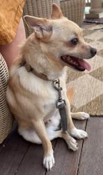Reunited Male Dog last seen Stoughton Street, Boston, MA 02125
