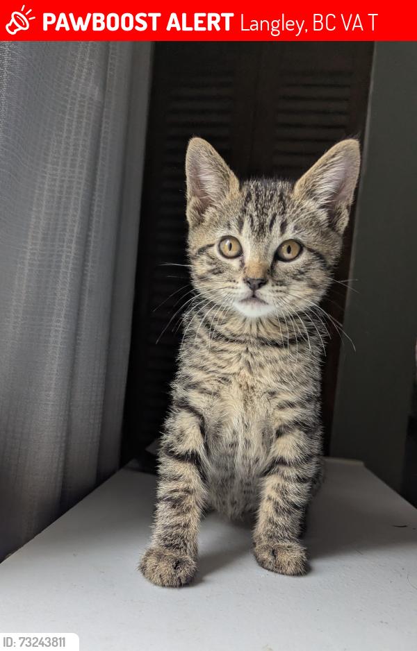 Lost Male Cat last seen 202A Street, Langley, BC V3A 1T3