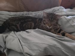 Found/Stray Male Cat last seen 10th and Pines, Spokane Valley, WA 99206