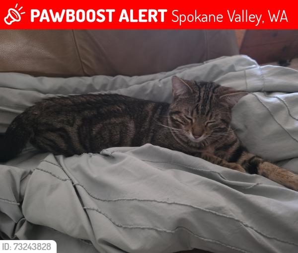 Found/Stray Male Cat last seen 10th and Pines, Spokane Valley, WA 99206
