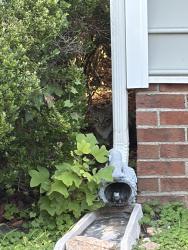 Reunited Unknown Cat last seen Near Rose Petal Run/Tulip Grove Ln, Wake Forest, NC 27587