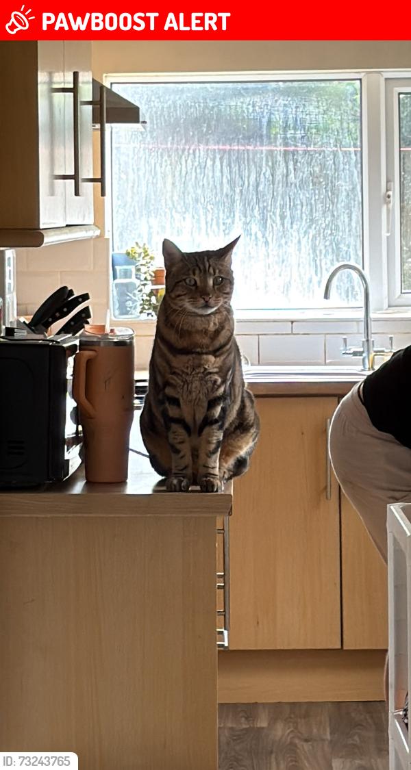 Lost Male Cat last seen Meadow lane, broomleys primary school, Leicestershire, England 