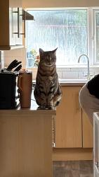 Lost Male Cat last seen Meadow lane, broomleys primary school, Leicestershire, England 