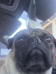 Found/Stray Male Dog last seen D st and Hawthorne, Salem, OR 97301