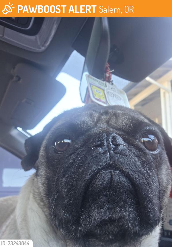 Found/Stray Male Dog last seen D st and Hawthorne, Salem, OR 97301
