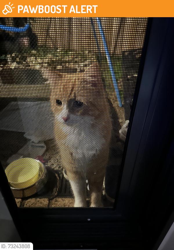 Found/Stray Unknown Cat last seen Meadow Heights, Meadow Heights, VIC 3048