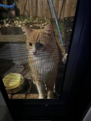 Found/Stray Unknown Cat last seen Meadow Heights, Meadow Heights, VIC 3048
