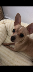 Lost Male Dog last seen Trenton and Raul Longoria, Edinburg, TX 78542