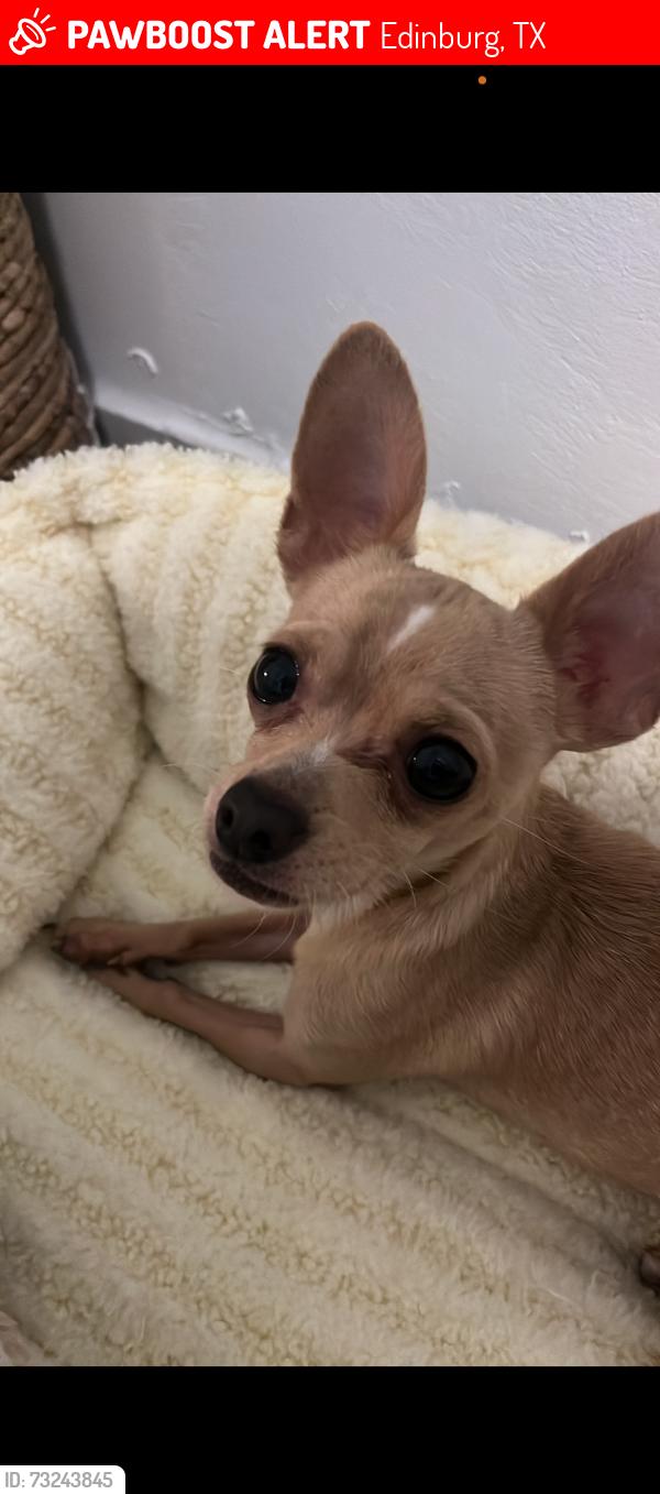 Lost Male Dog last seen Trenton and Raul Longoria, Edinburg, TX 78542