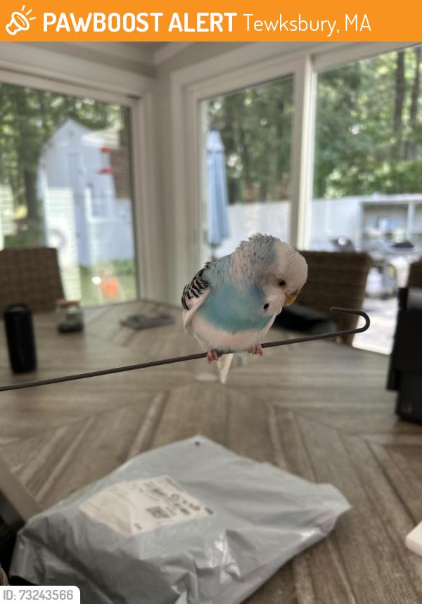 Found/Stray Unknown Bird last seen Wamesit, Tewksbury, MA 01876