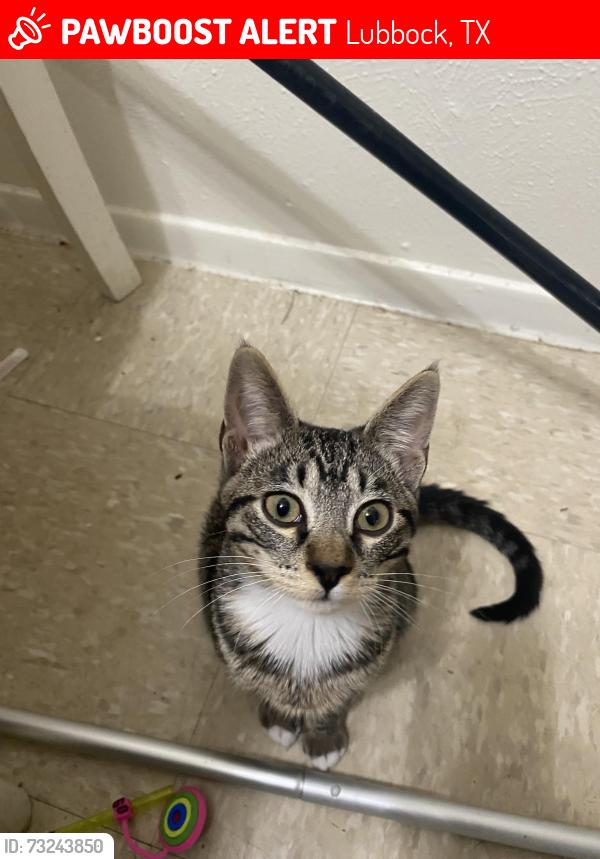 Lost Female Cat last seen Near 48th st, Lubbock, TX 79414