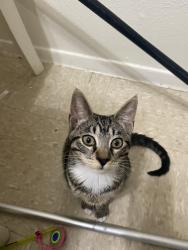 Lost Female Cat last seen Near 48th st, Lubbock, TX 79414
