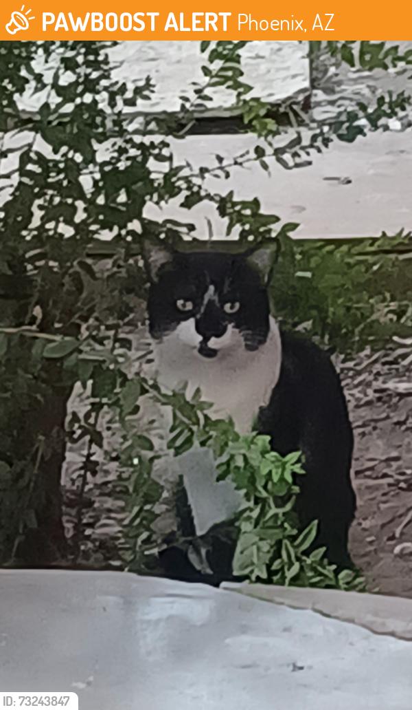 Found/Stray Unknown Cat last seen 6th street and fairmont, Phoenix, AZ 85012